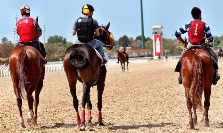 Pronostic Quinté du jour du Jeudi 14 novembre 2024 à FONTAINEBLEAU dans le prix de la seine et marne